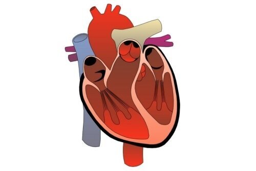 Берут ли в армию с пороком сердца, что говорят врачи